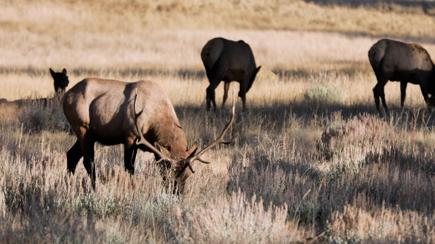 Footage - Elks Eating Grasses in Rocky Mountain National Park in Colorado - 4K