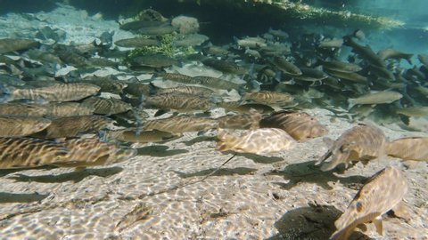 Flock of large freshwater carps, frightened, quickly swims past the gopro camera, lifting sand from bottom of lake. Flock of fish in lake with clear cold water. Sun rays and light. Fish farm. Nature