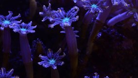 golden clove coral close up time lapse
