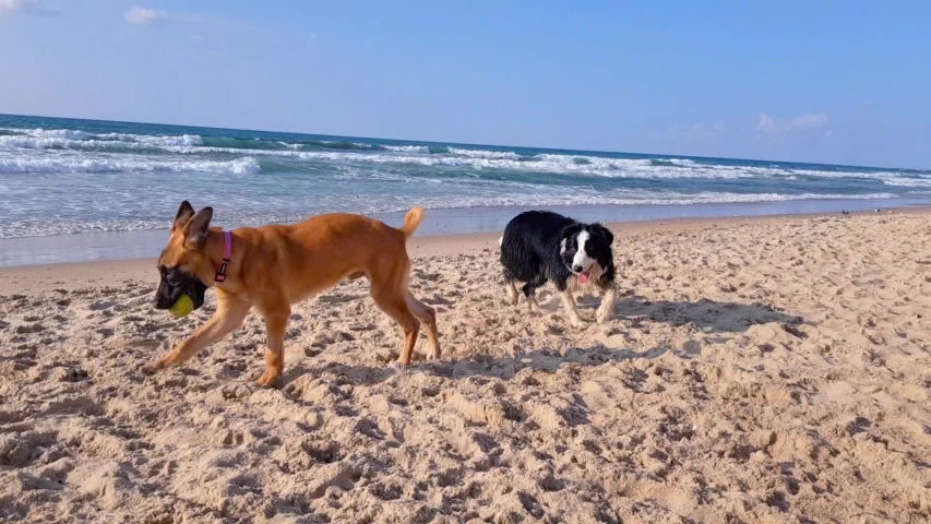 Two dogs playing with a tennis ball on a sandy beach on a sunny day