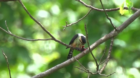 The Falconet is birds of Prey , It's eating a dragonfly. At Huai Kha Khaeng Wildlife Sanctuary , Uthai Thani , Thailand.