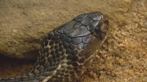 Close up of cobra head crawling around in sand in slow motion pointing to the right.
