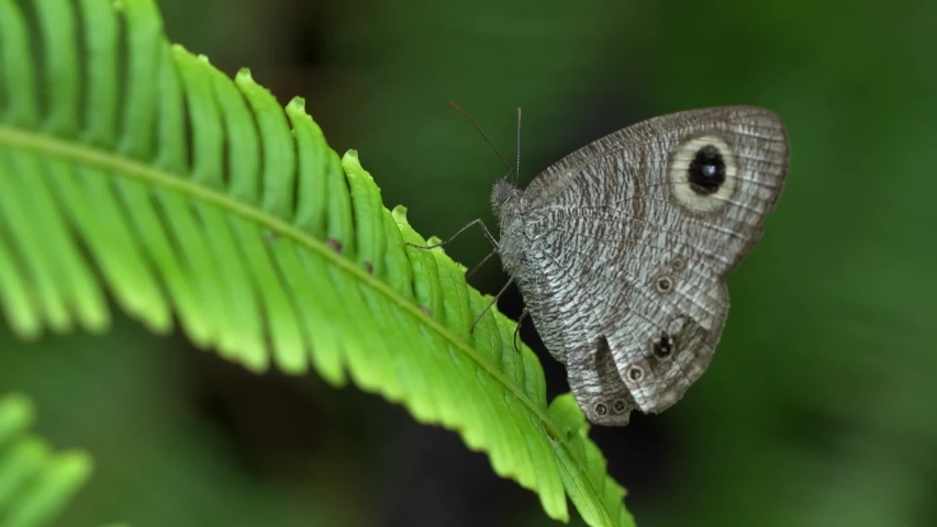A butterfly standing on a leaf of fern. At Halabala Wildlife Sanctuary ,Narathiwat Province, Thailand