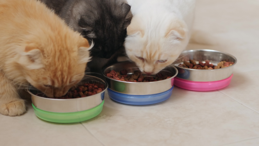 Three cats, white, dark gray and ginger, eating dry pet food from metal bowls on the kitchen floor. Cats of breed Scottish fold, close-up 4k shot Royalty-Free Stock Footage #1040032340