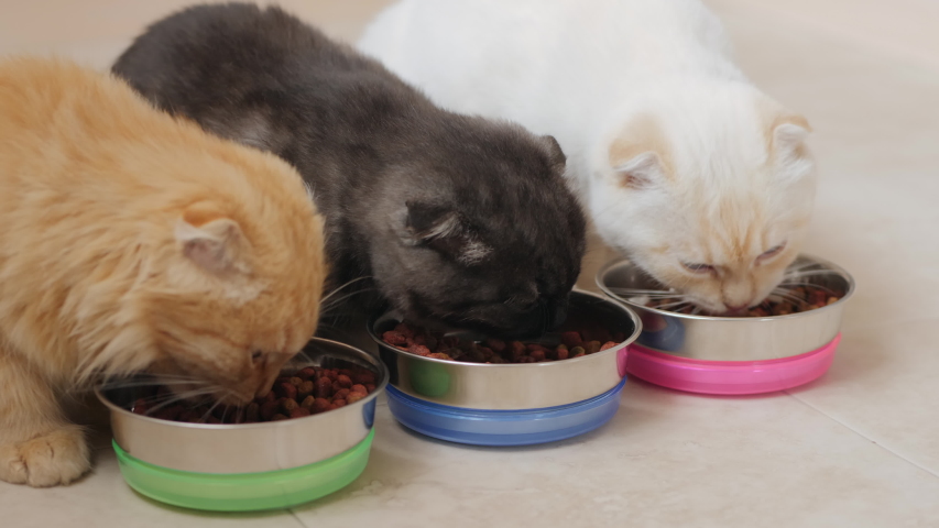 Three cats, white, dark gray and ginger, eating dry pet food from metal bowls on the kitchen floor. Cats of breed Scottish fold, close-up 4k shot Royalty-Free Stock Footage #1040032340