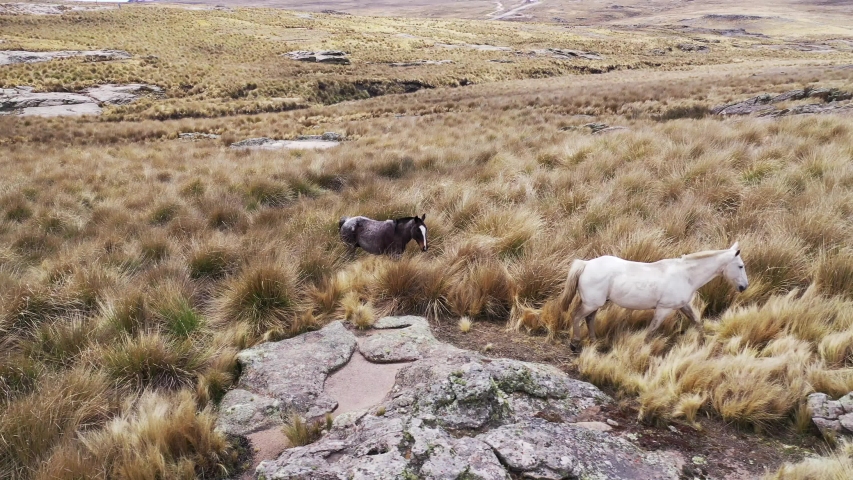 Wild horses in herd run in close proximity to a route in the plain of the mountain in Cordoba Argentina. way to the high peaks in a drone filming