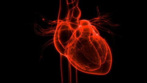 Human Heart beat Anatomy. 3D