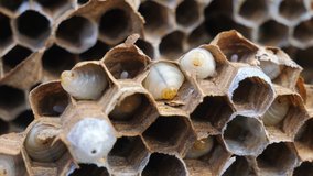 paper a wasp nest and the larvae inside the individual cells. hornet lifestyle larvae nest big huge slow motion video