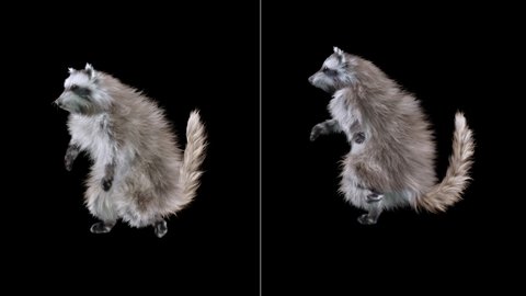 raccoon Dance CG fur 3d rendering animal realistic CGI VFX Animation Loop  composition 3d mapping cartoon,with Alpha matte 