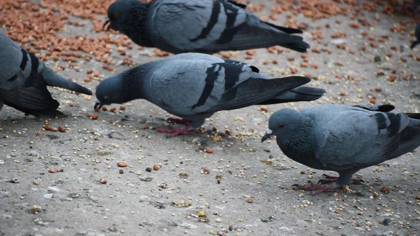 pigeons eating grains ground Stock Footage Video (100% Royalty-free
