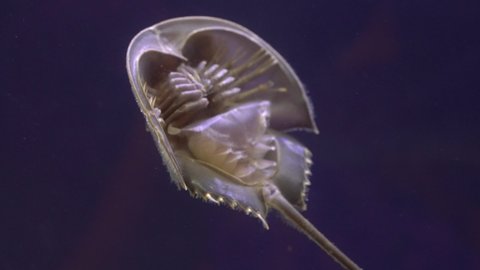 Horseshoe Crab swimming in the water Close-up.