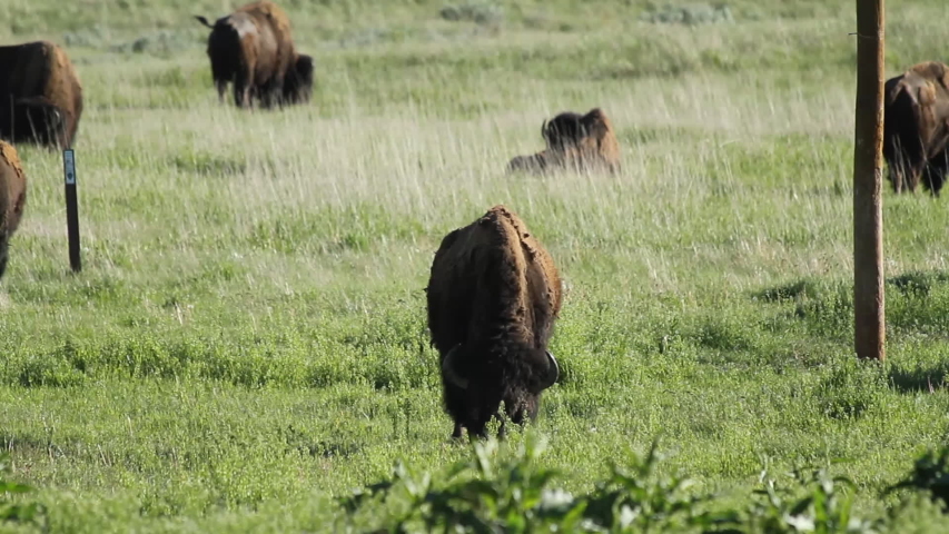 An American Bison grazing in the Sage Creek Campground within Badlands National Park in South Dakota. Several other bison graze in the surrounding area.