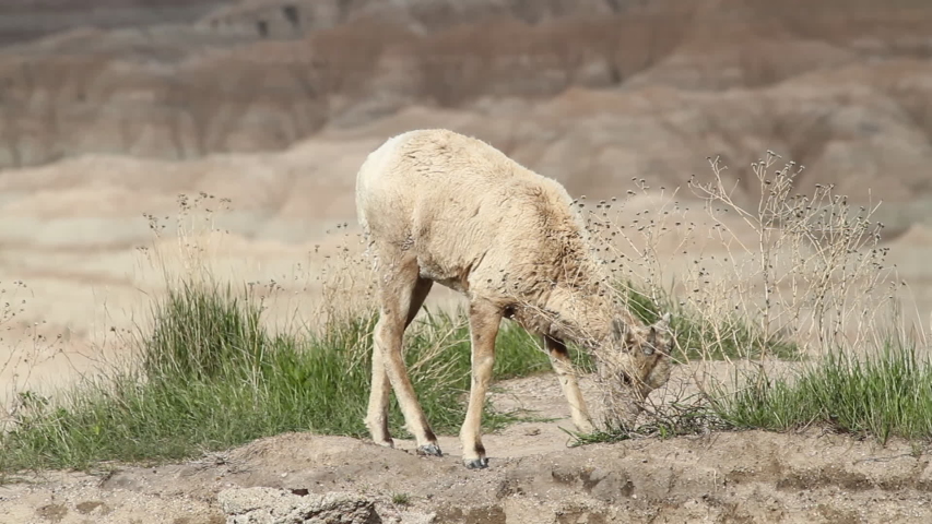 A Bighorn Sheep Ewe  feeds on grasses near the edge of a cliff in Badlands National Park, South Dakota
