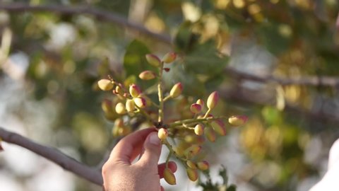 
Pistachio seeds are on branch in Gaziantep Turkey