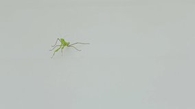 Hight quality 10bit footage of Praying Mantis Isolated on white background. Made from 14bit RAW