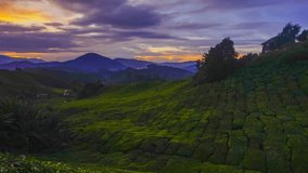 4K Timelapse of green tea plantation during sunrise.Pan Left effect