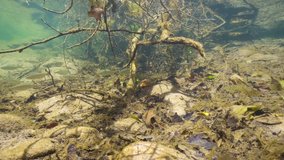 Several freshwater fish underwater below tree branch in a river, Spain, La Muga, Catalonia