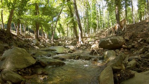 Rocky stream under trees in the forest, landscape, Spain, Albera Massif, l'Anyet, Pyrenees, Catalonia, Alt Emporda