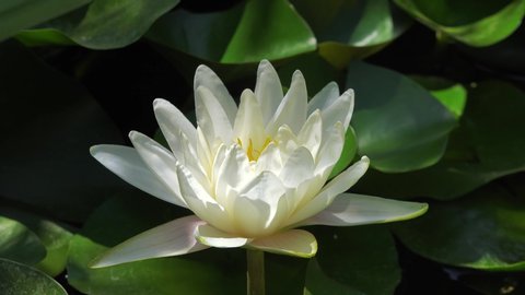 Time lapse footage of white water lily flower opening at morning. Accelerated fast UHD video Nymphaea blooming in the pond is surrounded by leaves