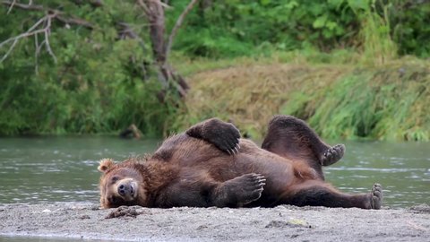 Kamchatka brown bear. Kuril lake.