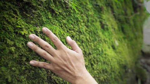 Male hand touching moss on the wall in the wild  , jungle ,slow motion.