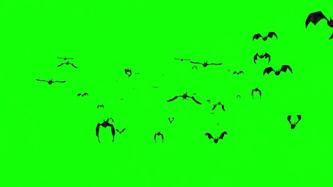 Flying bats motion graphics with green screen background