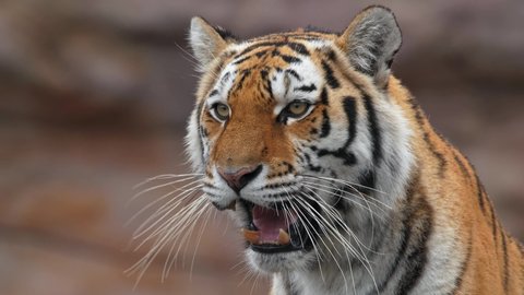 Siberian tiger (Panthera tigris altaica) angry aggressive behaviour