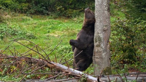 Brown bear (Ursus arctos) scratching against tree marking