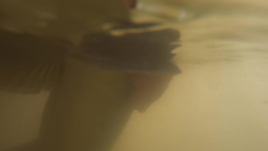 Angler takes the carp fish from the water being in the boat