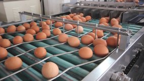eggs getting transported by the metal conveyor mechanism