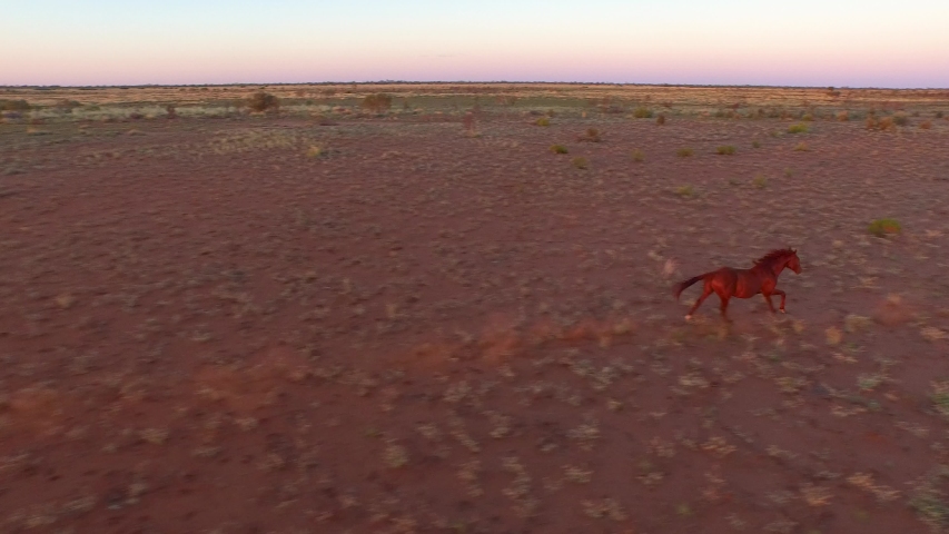 Two horses gallop through the spinifex covered Pilbara region of Western Australia during sunset. Horses running through dusty Australian outback at sunset.