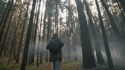 Young man walking through tall trees in misty autumn forest. Male traveler hike with backpack trekking pine woodland, walk in fog discover woods and enjoys nature. Slow motion follow wide angle shot