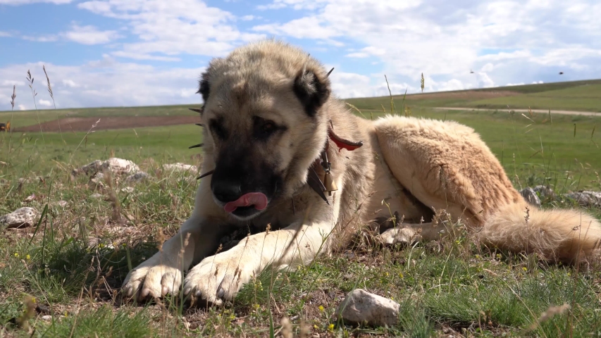 kangal dog spike collar