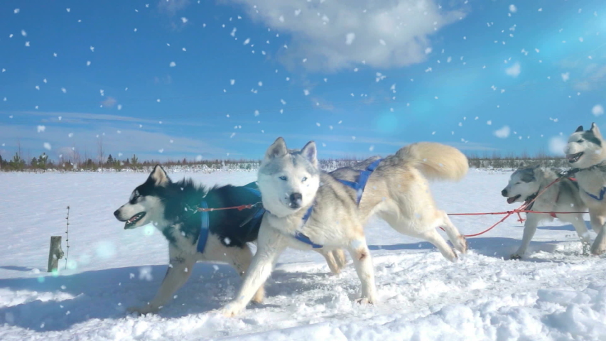 Dogs harnessed by dogs breed Husky pull sled with people, slow motion, Video loop
