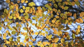 Beech tree leaves in windy autumn season
