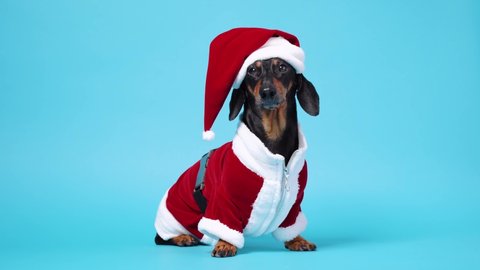 Cute little black and tan dachshund wearing funny Santa Claus costume sits on blue background and slowly turns its head from side to side.