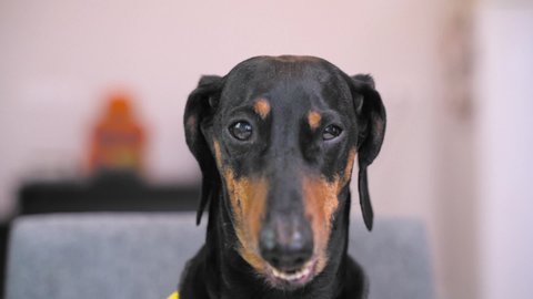 Funny black and tan dachshund mugs and grimaces to the camera, with comic effect. Trying to sneeze, or getting some strong smell. Close up video.