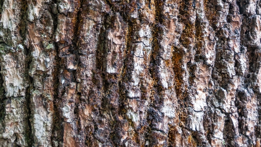 Detail of the bark of horse chestnut eroded by time, of a plant in a centuries-old park. | Shutterstock HD Video #1040114045