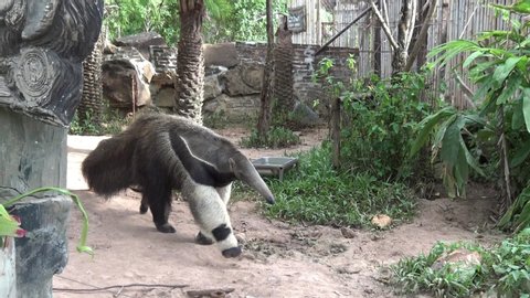 The giant anteater (Myrmecophaga tridactyla) is an insectivorous mammal native to Central and South America. The giant anteater forages in forest.
