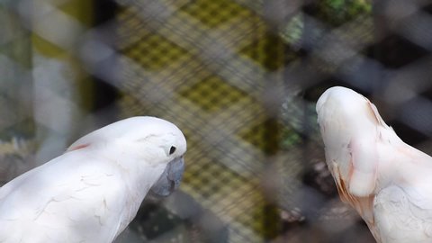 sulphur-crested cacatua eating sunflower seeds inside cage