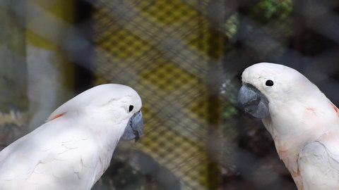 sulphur-crested cacatua eating sunflower seeds inside cage