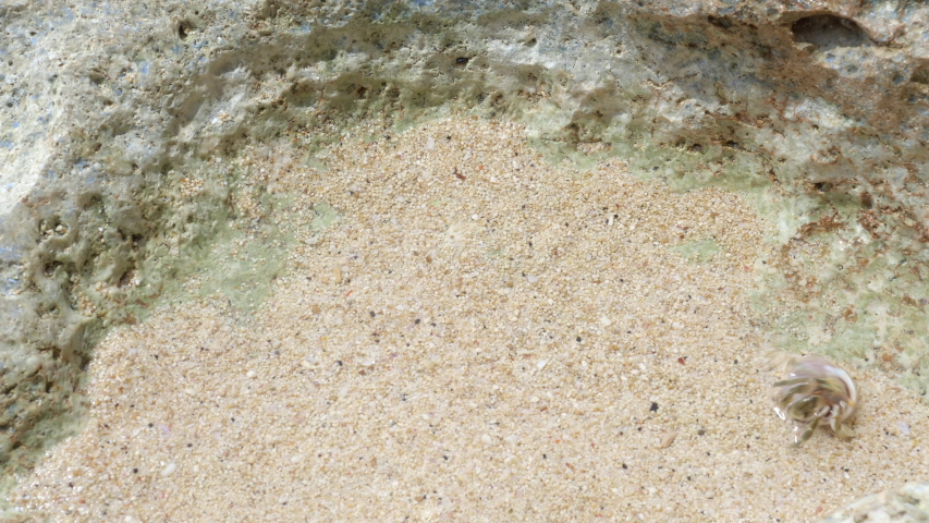 Close up shot of a little hermit crab is walking in water on a beach with sand and stones during sunny day