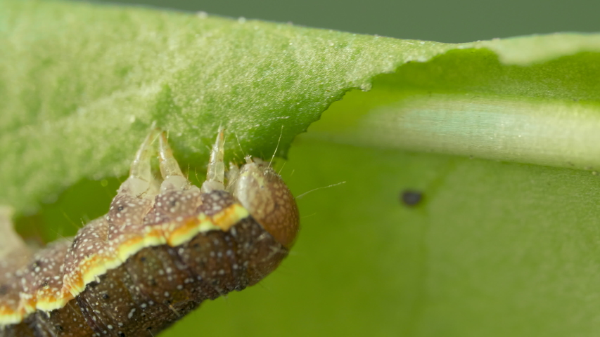 Big caterpillar eat green leave on a blurred background, caterpillar moving on leave of tree Royalty-Free Stock Footage #1040124233