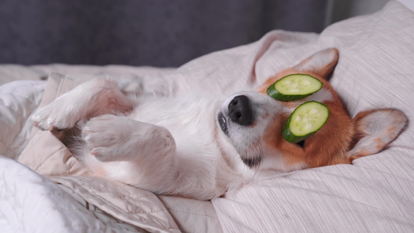 Cute red and white corgi lays on the bed  relaxed from spa procedures on face with cucumber, covered with a towel. Head on the pillow, covered by blanket, paw up. Finally funny dog eats cucumbers | Shutterstock HD Video #1040126003