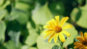 beautiful yellow flower shivering at wind with green leaves blurred on background. sun rays fall onto petals. summer or spring season nature 4k UHD video footage