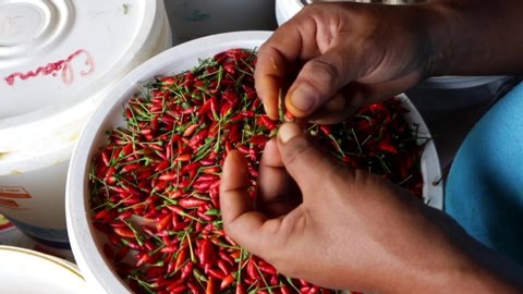 Close up of black woman hands picking red pepper in white bowl in Amazon, Brazil. Concept of food, lifestyle, gastronomy, health, healthy food, cooking, ingredients and travel.