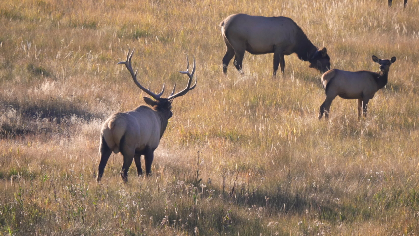 rear view of a bull elk walking towards his harem of cows in yellowstone national park of wyoming, usa