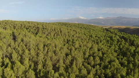 Aerial drone view of big green dense forest in countryside in desert with green vegetation and mountains in Andalusia. Blue sky, Almeria, Spain. During the day. Trees 4K UHD. Cinematic Slow Shot.