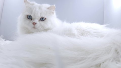 White persian cat, blue eyes, sleeps on fur white blanket and Cat paws at the camera