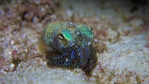 Close-up. Berry's Bobtail Squid slowly digs into the white sand. Night dive. Philippines. Malapascua.